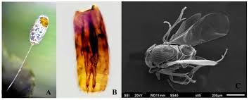 Attēlu rezultāti vaicājumam “Chrysopa eggs”