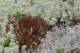 Attēlu rezultāti vaicājumam “Cladonia stellaris”