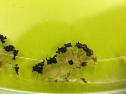 Attēlu rezultāti vaicājumam “Physarum bivalve spores”