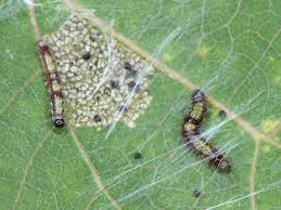 Attēlu rezultāti vaicājumam “Clostera curtula”