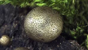 Attēlu rezultāti vaicājumam “Lycogala leopardinum”