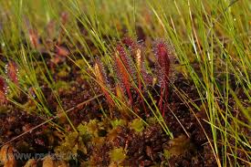 Attēlu rezultāti vaicājumam “Drosera anglica”