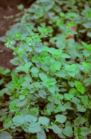 Attēlu rezultāti vaicājumam “Origanum vulgare leaf”