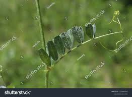 Attēlu rezultāti vaicājumam “Vicia angustifolia leaf”