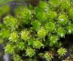 Attēlu rezultāti vaicājumam “Bryum rubens”