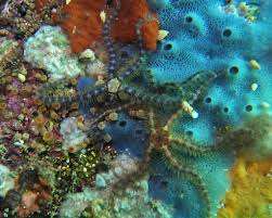 Attēlu rezultāti vaicājumam “Ophiotheca sp.”