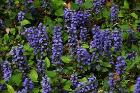 Attēlu rezultāti vaicājumam “Ajuga reptans bud”