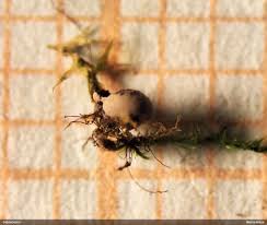 Attēlu rezultāti vaicājumam “Diderma subincarnatum”