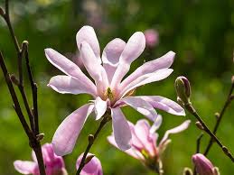 Attēlu rezultāti vaicājumam “Magnolia x loebneri flower”