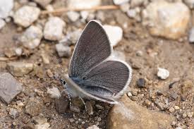 Attēlu rezultāti vaicājumam “Cupido minimus underside”