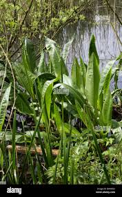 Attēlu rezultāti vaicājumam “Rumex hydrolapathum leaf”