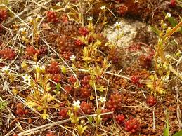 Attēlu rezultāti vaicājumam “Saxifraga tridactylites fruit”