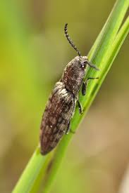 Attēlu rezultāti vaicājumam “Actenicerus sjaelandicus”