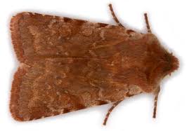 Attēlu rezultāti vaicājumam “Cerastis rubricosa”