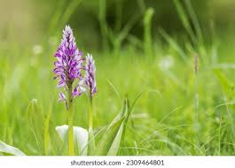 Attēlu rezultāti vaicājumam “Orchis militaris flower”