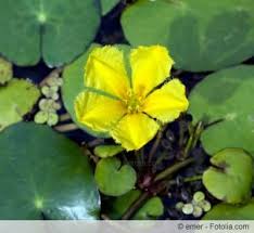 Image result for Seekanne