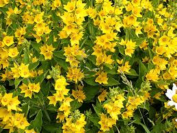 Attēlu rezultāti vaicājumam “Lysimachia punctata”