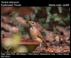 Image result for Turdus obscurus