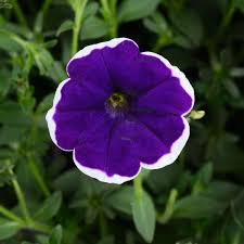 Image result for Petunia hybrida