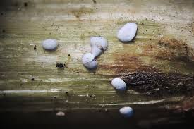 Attēlu rezultāti vaicājumam “Didymium difforme macro”