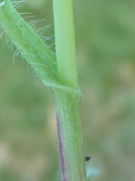 Attēlu rezultāti vaicājumam “Hordelymus europaeus fruit”
