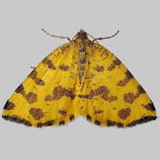 Attēlu rezultāti vaicājumam “Pseudopanthera macularia”