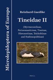 Attēlu rezultāti vaicājumam “Tineidae”