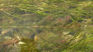 Attēlu rezultāti vaicājumam “Myriophyllum spicatum”