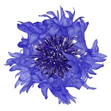 Attēlu rezultāti vaicājumam “Cyanus segetum”