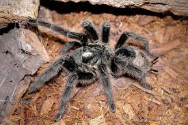 Znalezione obrazy dla zapytania Grammostola grossa