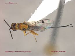 Attēlu rezultāti vaicājumam “Torymidae”