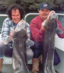Image result for Paignton Sea Anglers Association