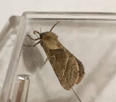 Attēlu rezultāti vaicājumam “Hepialus sylvina female”