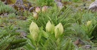 Attēlu rezultāti vaicājumam “Saussurea esthonica”