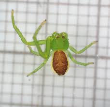 Attēlu rezultāti vaicājumam “Diaea dorsata”