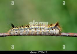 Attēlu rezultāti vaicājumam “Pieris brassicae larva”