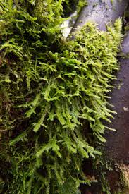 Attēlu rezultāti vaicājumam “Neckera”