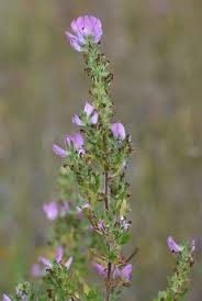 Attēlu rezultāti vaicājumam “Ononis arvensis bud”
