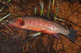 Image result for Oncorhynchus clarkii