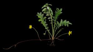 Attēlu rezultāti vaicājumam “Argentina anserina leaf”