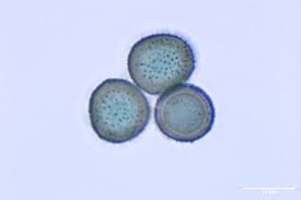 Attēlu rezultāti vaicājumam “Physarum compressum”