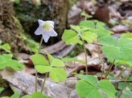 Attēlu rezultāti vaicājumam “Oxalis acetosella leaf”