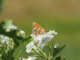 Attēlu rezultāti vaicājumam “Melitaea cinxia underside”