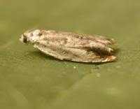 Attēlu rezultāti vaicājumam “Ancylis laetana”