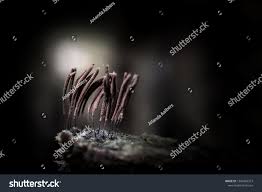 Attēlu rezultāti vaicājumam “Stemonitis axifera spores”