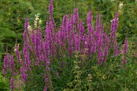 Image result for Lythrum salicaria