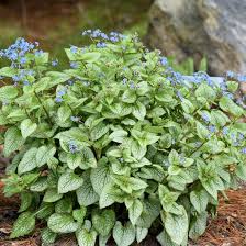 Attēlu rezultāti vaicājumam “Brunnera macrophylla flower”