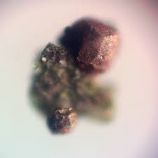 Attēlu rezultāti vaicājumam “Licea castanea”