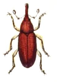 Attēlu rezultāti vaicājumam “Brachonyx pineti”