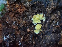 Attēlu rezultāti vaicājumam “Flaviporus citrinellus”